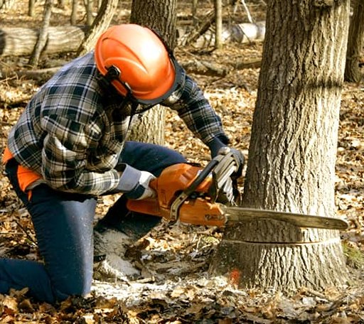 Tree Removal in North Carrollton, MS